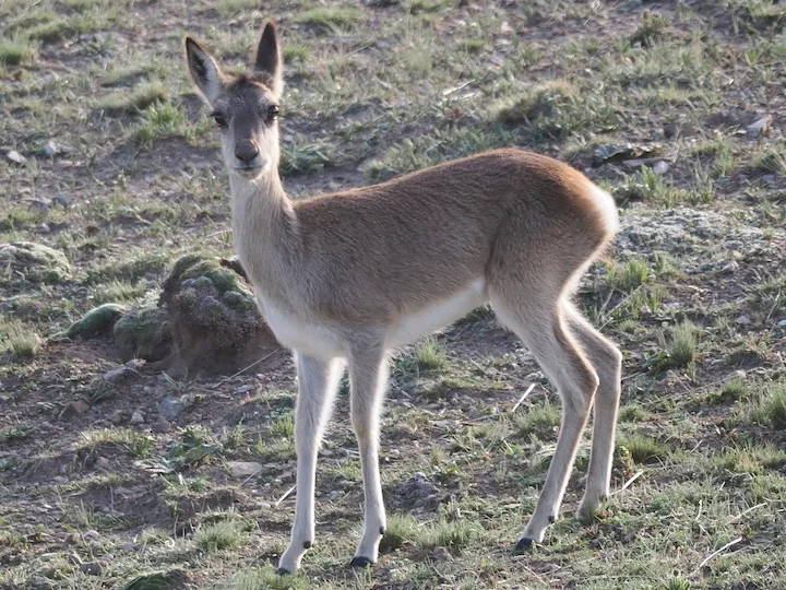 Tibetse gazelle