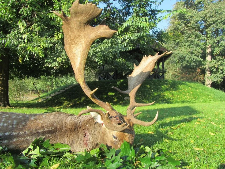 Huge fallow deer ( Dama dama)  in the gold medal class,  hunted with Pannonvad  in Hungary .

Damhirsch , Goldmedaillen Klasse , in Ungarn mit Pannonvad .
Daino con trofe