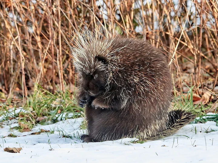 Istrice nordamericano