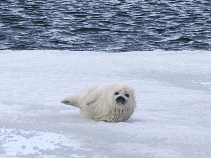 Foca anellata