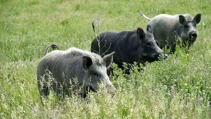 Gers: éradication totale des "cochongliers" autorisée face à la menace de la peste porcine