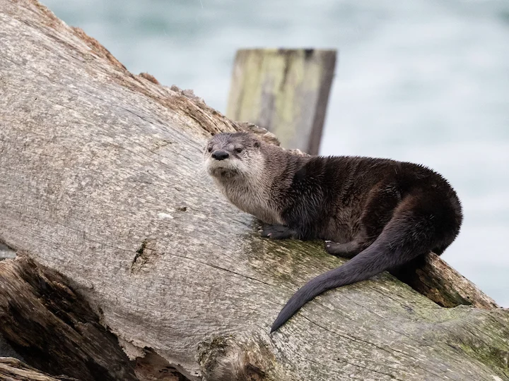 Comune Comune canadensis