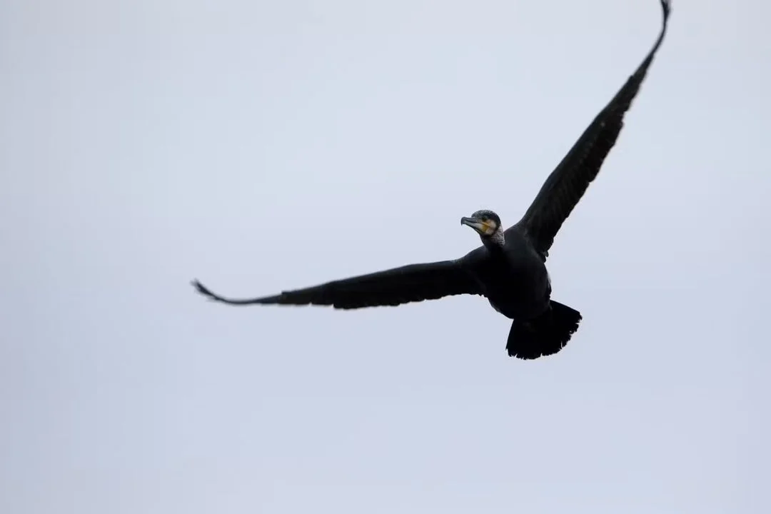 Cormorant Cull Approved in Östergötland: 3,250 Birds to be Hunted to Protect Fish Stocks