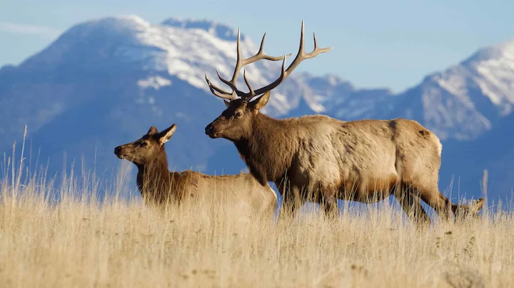 🚨 New Mexico Elk Tag Fraud Exposed: Big Horn Outfitters Scam Rigged the Resident Draw