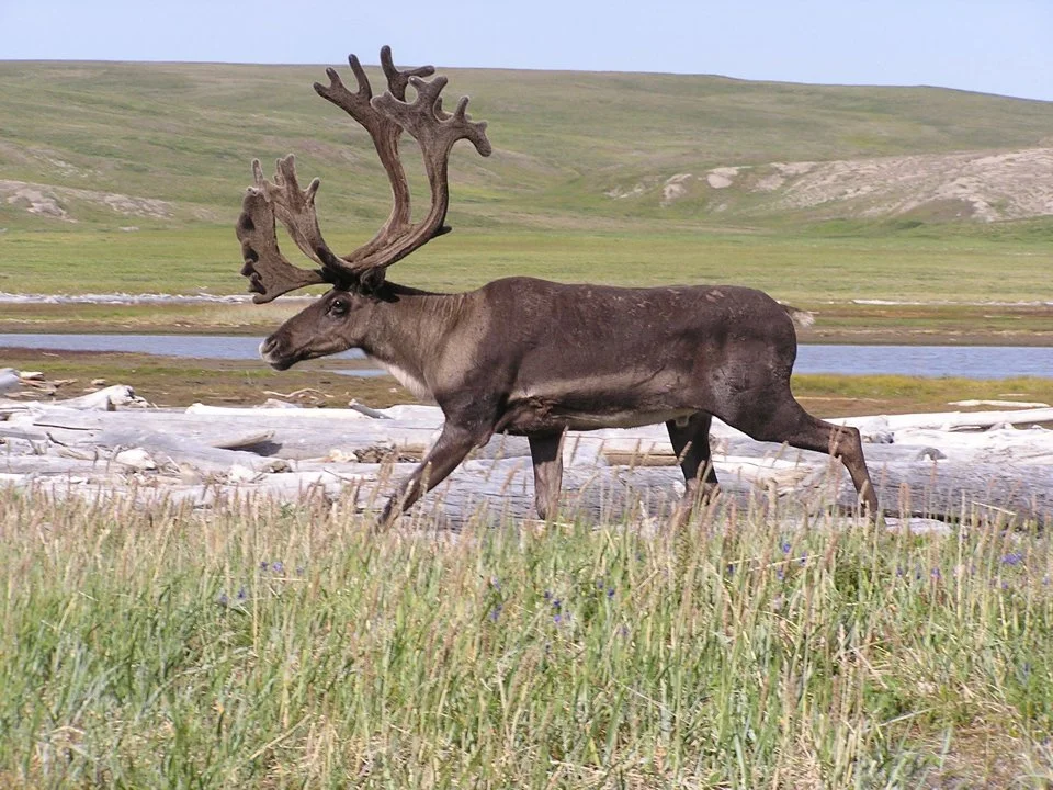Renoster (Grant se rendier) (Rangifer tarandus granti), 2 of 2