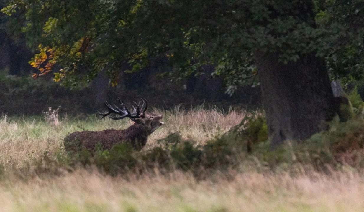 Jagd in der LÜNEBURGER HEIDE: Jagdliche Demografie der Region, Wildarten, Jagdmethoden, Traditionen und rechtliche Grundlagen im Überblick

Geographische und natürliche B