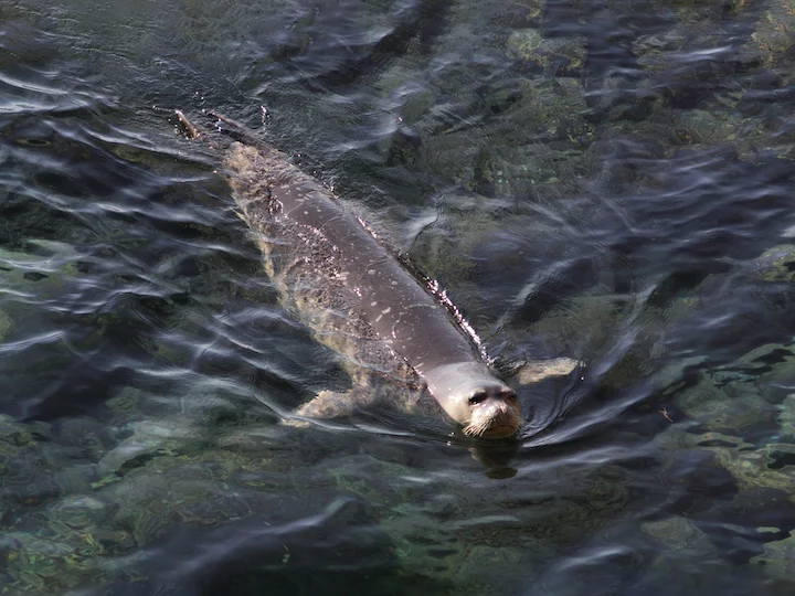 Middellandse Seehond (Monnikseehond) (Monachus monachus), 2 of 3