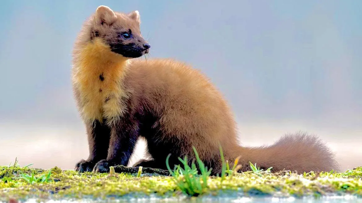 Sweden Pine Marten Hunting Season 2026: Final Harvest Summary and Tips
The pine marten trapping season is now entering its final phase across Sweden, with hunters prepar