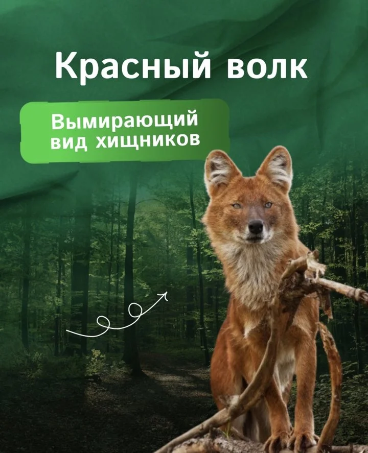 Красный волк - наиболее редкий вид волков, занесенный в Международную Красную
КНИГУ
Из-за сокращения численности диких парнокопытных и браконьерства вид практически вымер