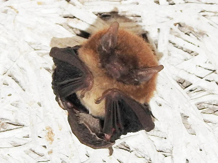 Kleine serootjie (Dwergserootjie)