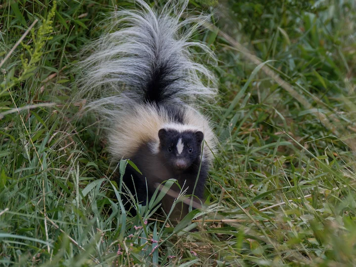 Donnola striata