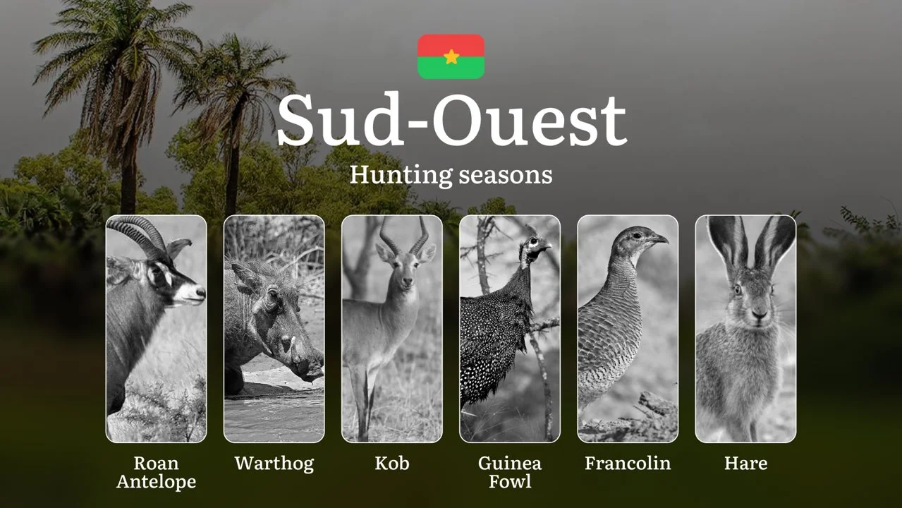 Hunting Seasons in SUD-OUEST: Optimal Hunting Periods, Legal Requirements, Protected Species, Seasonal Restrictions, and Practical Tips

For hunters seeking adventure in 