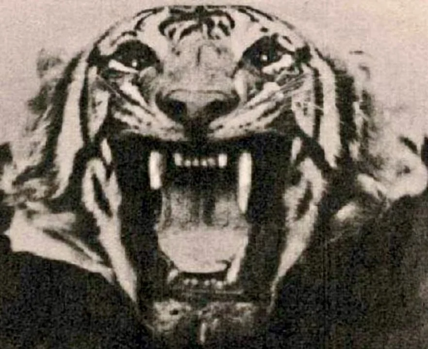 Champawat tigress story. Champawat tigress story.