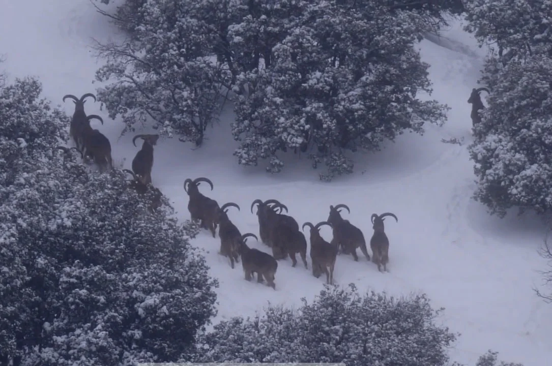 Barbary Sheep Hunting in Morocco 2025: Season, Gear, Locations & Costs

Morocco’s High Atlas Mountains offer one of the most demanding mountain hunts in North Africa: the