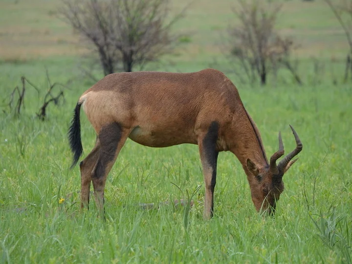 Antilope hartebeest