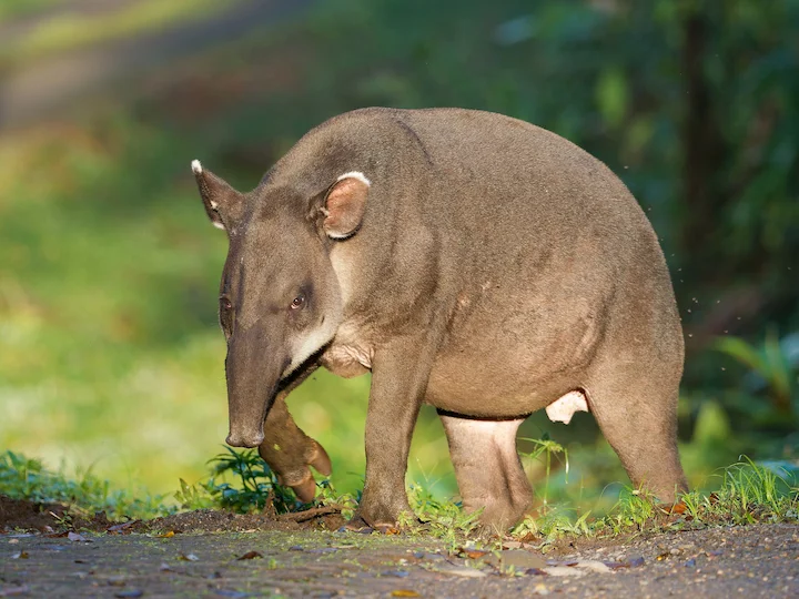 Baird se tapir (Tapirus bairdii), 3 of 3