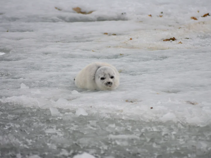 Foca anellata