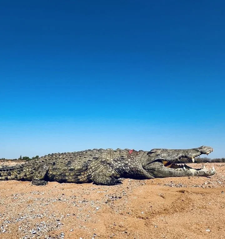 Crocodile Hunting in Zimbabwe & Mozambique: A Hunter's Guide