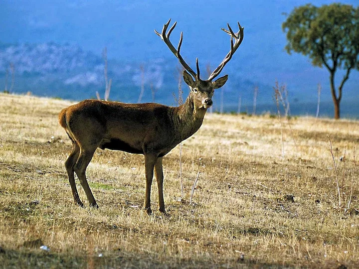 Բակտրիական եղջերու (Բակտրիական որմզդ)