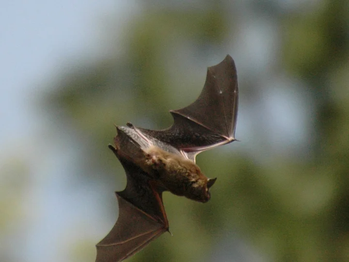 Veliki rjavi netopir (Eptesicus fuscus)