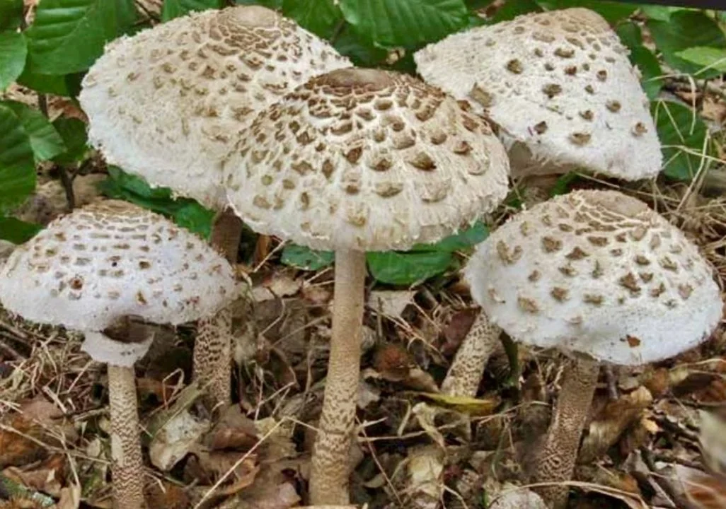 Грибы зонтики в Подмосковье: когда и где собирать, особенности и польза