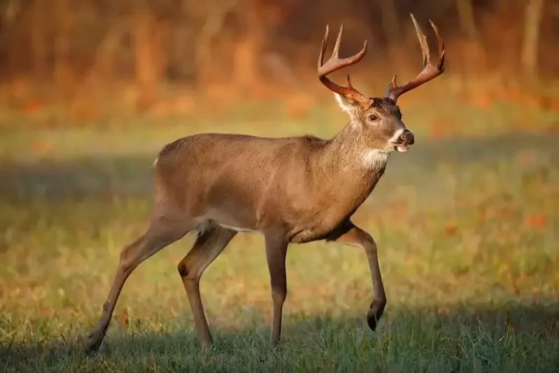 Late-Winter Deer Hunt to Open in 30 Illinois Counties for 2025-26 Season