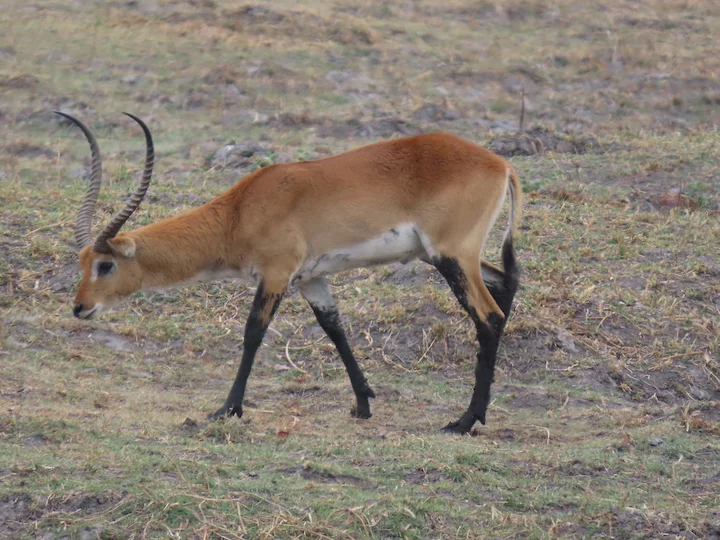 Lechwe červený