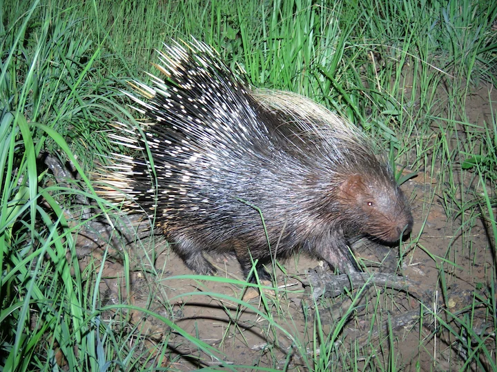 Kamigelpiggsvin (Afrikanskt igelpiggsvin) (Hystrix cristata)