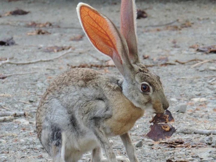 Lepre antilope