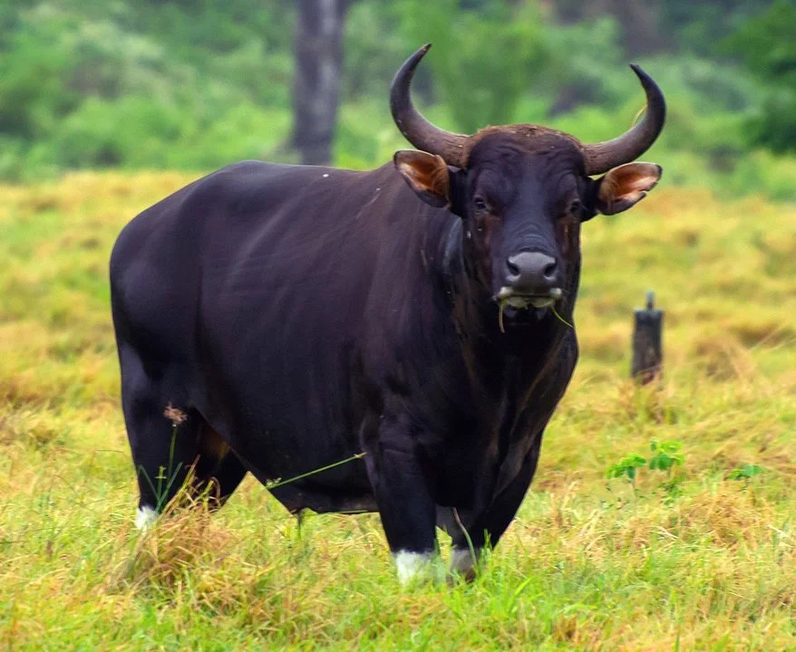 Banteng (Javaanse os)