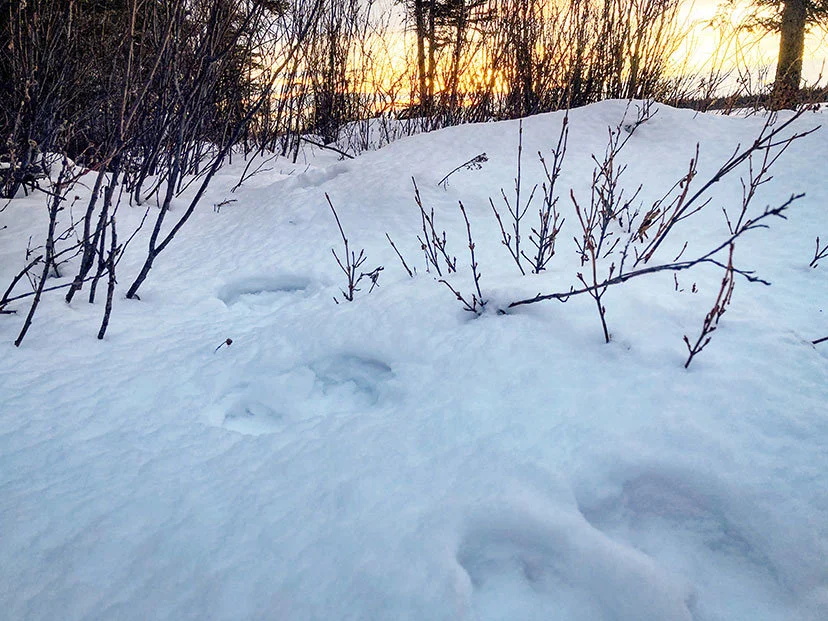 Hunting the Snowshoe Hare
It’s hard to imagine a winter day spent more pleasantly than stalking through Alaska’s taiga hunting the snowshoe hare. There’s not a better r