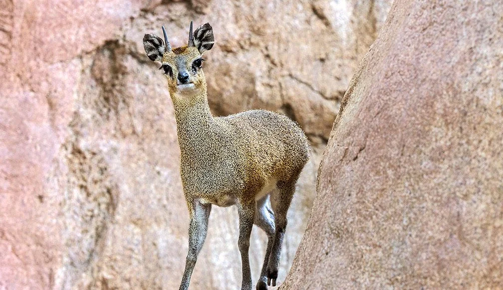 Քարայծ (Օրեոտրագուս) (Oreotragus oreotragus), 2 of 2