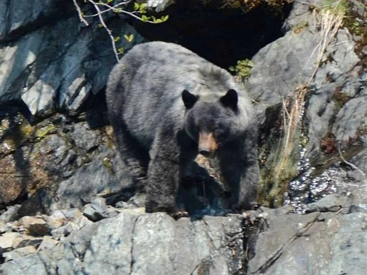 Սև արջ (Էմոնսի սև արջ) (Ursus americanus emmonsii), 3 of 3