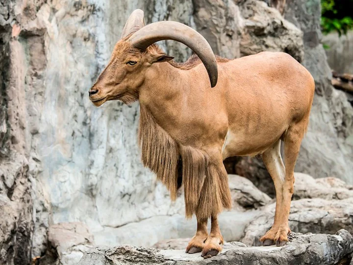 Algerisches Hausschaf (Ovis aries algerianus)