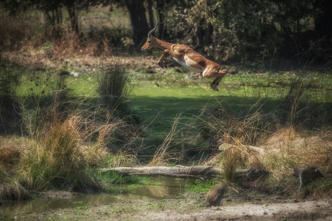 Hunting Associations, Statistics and Demographics of Hunters, Natural Riches of Southern Zambia: A Unique African Experience
Hunting in the Southern Zambia region offers