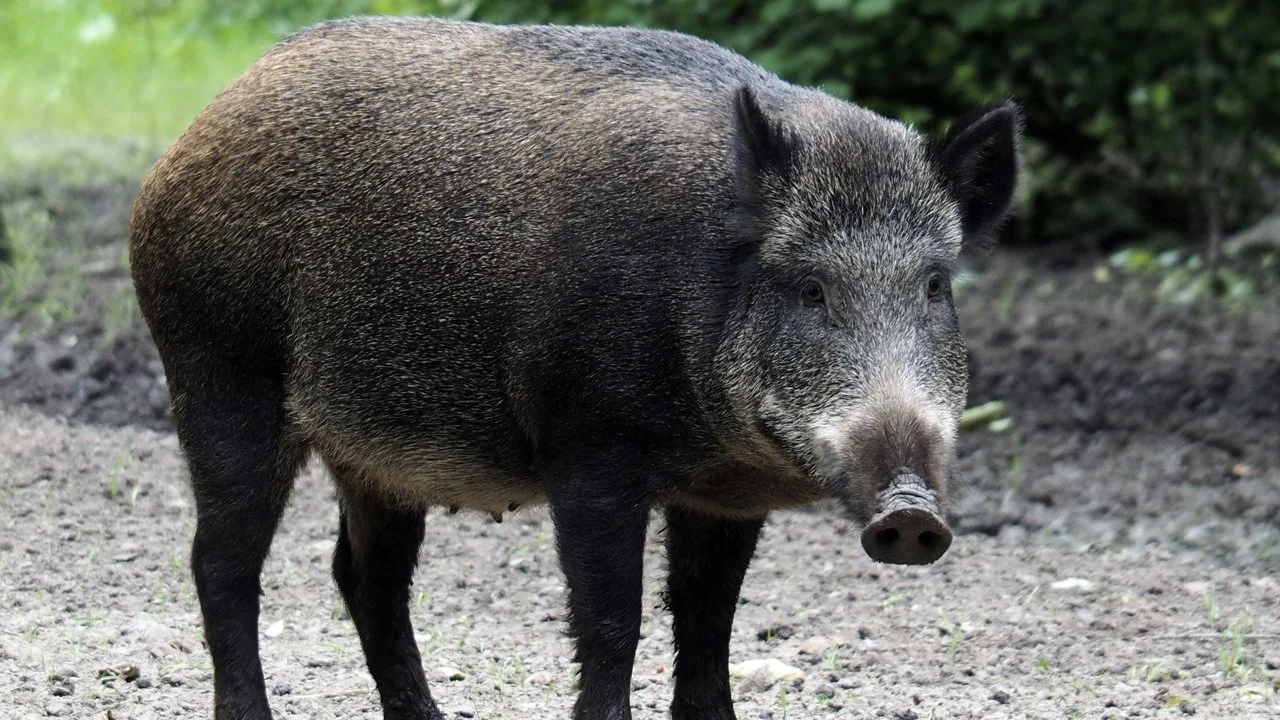 Asturias amplía la temporada de caza del jabalí hasta el 31 de marzo para reforzar la lucha contra la peste porcina africana
La expansión del jabalí en Asturias y el rie