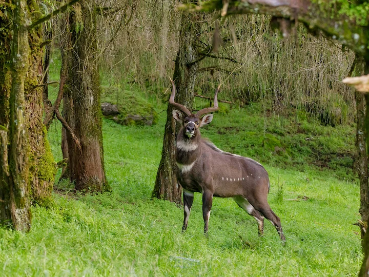 Մենտիս (Բուքստոնի մենտիս) (Tragelaphus buxtoni), 2 of 3