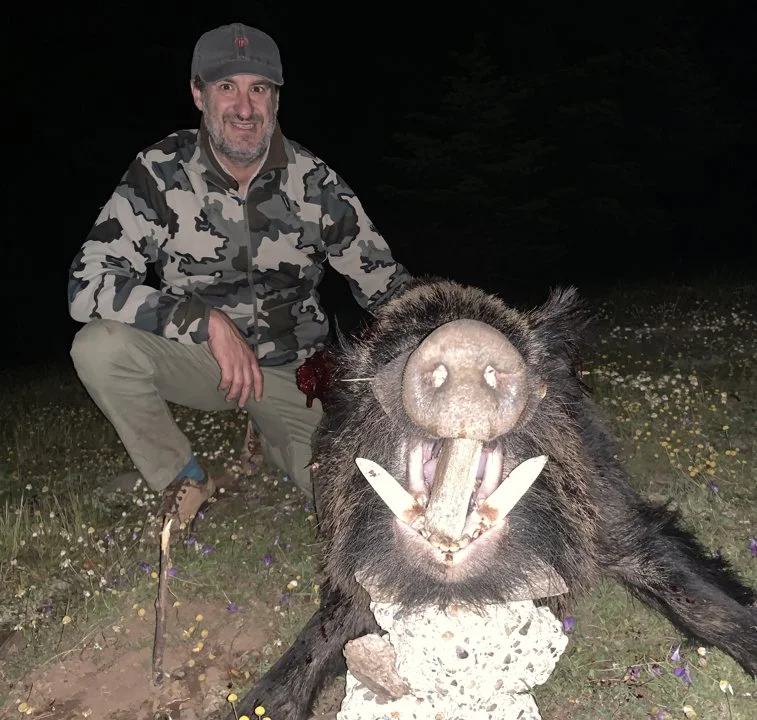 Massive wild boar harvested in Turkey by our territories for night hunt
