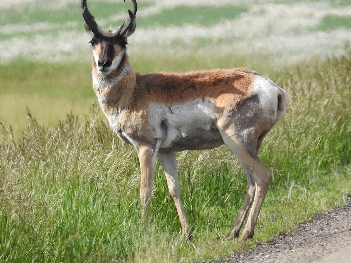 Gabelbock (Pronghorn) (Antilocapra americana)
