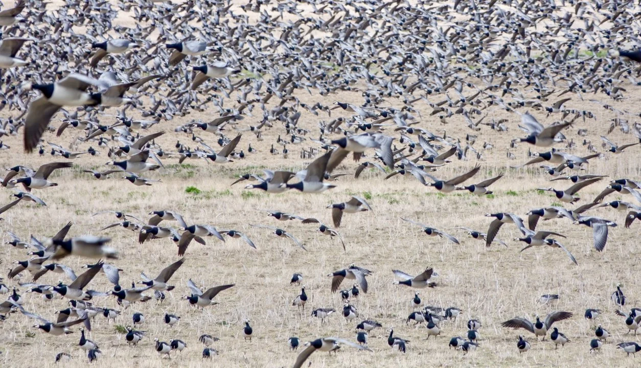 Thousands of Geese Eclipse the Harvest in Finland that is a silent invasion. Hunters Stand Ready to Help…

This autumn, as golden fields across Eastern Finland should hav