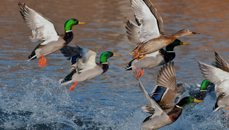 New Hampshire Waterfowl Hunting Seminar 2026: Free Duck and Goose Classes for Beginners at Owl Brook
