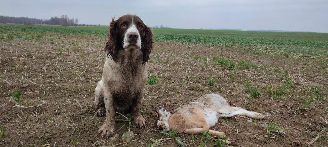 The Russian Hunting Spaniel: Characteristics, Care, and Training Tips

The Russian Hunting Spaniel, known for its exceptional versatility and keen instincts, is a true co