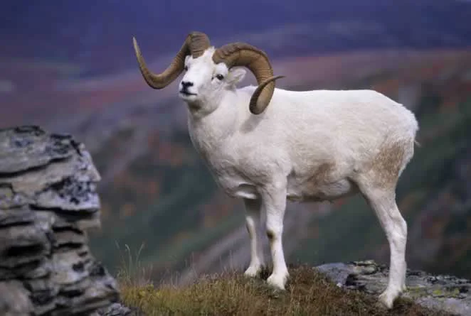 Alaska’s Dall Sheep
Alaska’s Dall sheep (Ovis dalli dalli) are found in relatively dry alpine country and frequent a special combination of open ridges, meadows and steep