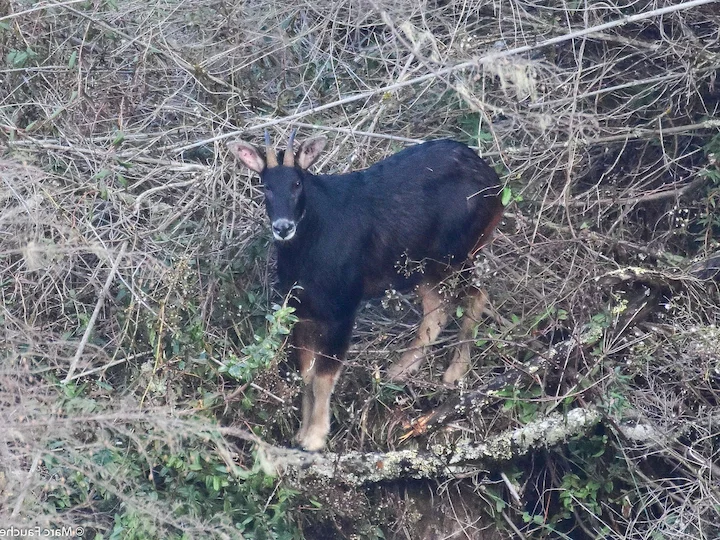 Himalaya-Tahr (Thar) (Capricornis thar)