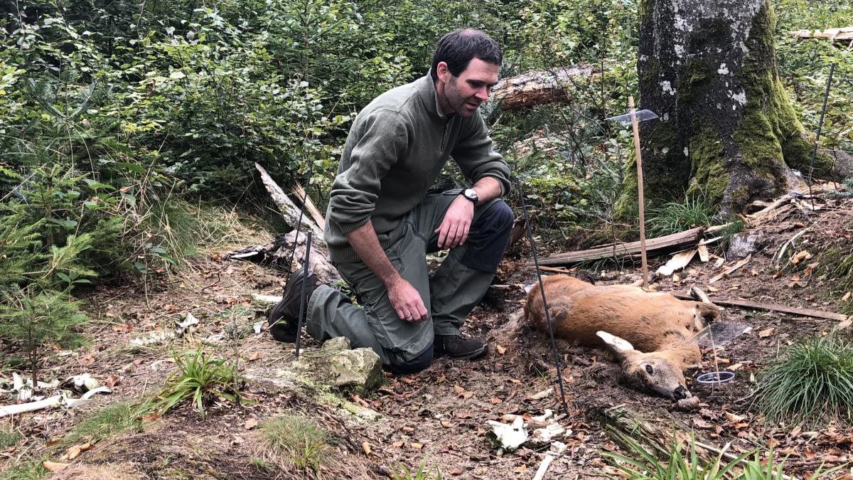Jagd im BAYERISCHEN WALD: Bergreviere, Besonderheiten, Wildbestände und althergebrachte Jagdtraditionen in Ostbayern