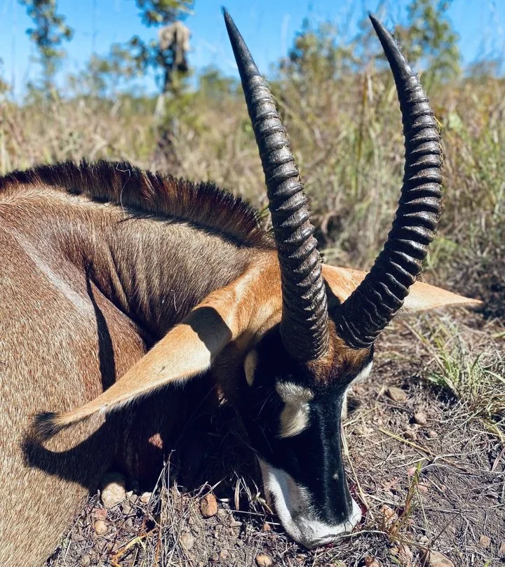 The Real Cost of Hunting in Africa: A No-Nonsense Guide

Why Hunting in Africa is Expensive?

Before diving into specific costs, it's crucial to understand the underlying