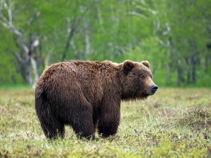 Beringisk brunbjörn (Ursus arctos beringianus)