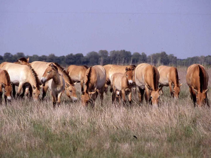 Domačna konjica (Equus caballus)