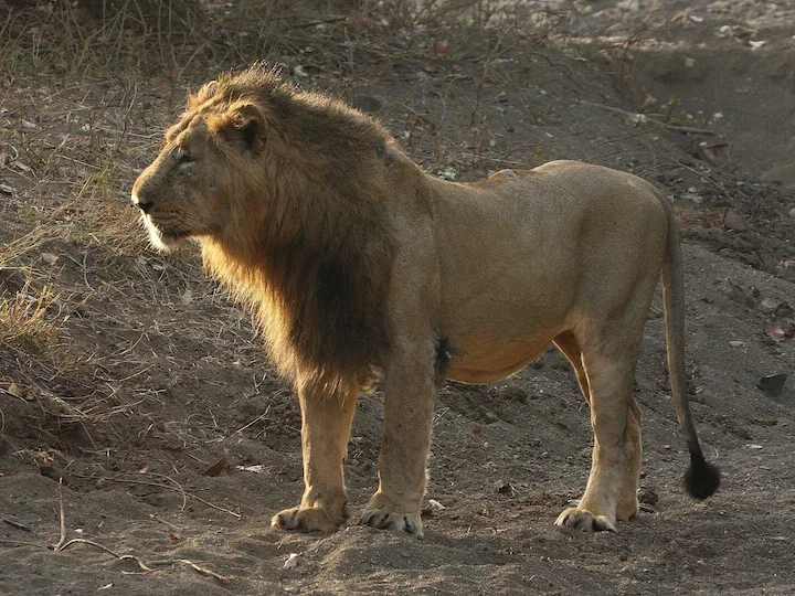 Leone