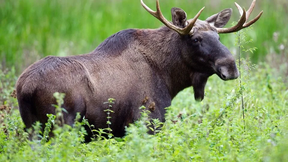 Älg (Skogens konung) (Alces alces alces)